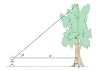 A diagram showing a student measuring the height of a tree.