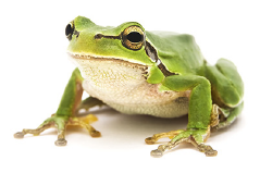 Decorative image of a frog.