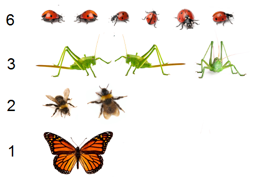 A table of the insects organised into rows for comparison.