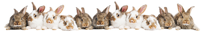 Decorative image of rabbits.