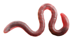 Decorative image of a worm.
