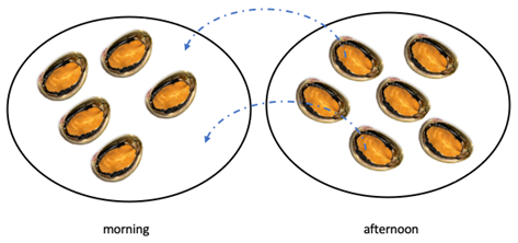 Image of two plates, each with 6 paua on it. One is labeled morning, and the other is labeled afternoon. Arrows indicating two paua moving from afternoon to morning.