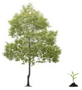 A picture of a tree and a seedling.