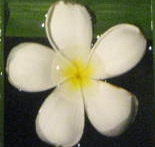 Image of a frangipani flower.