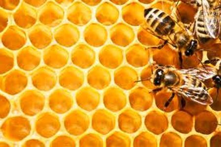 An image of bees' honeycomb, with some bees.