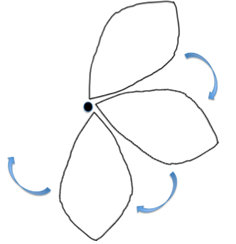 This image shows a diagram of frangipani petals being copied and rotated to form a frangipani flower image. 