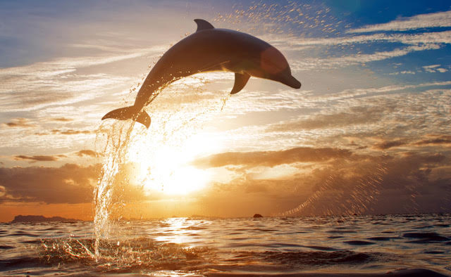 A dolphin jumps and creates a curved shape.