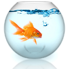 Decorative image of a fish swimming in a bowl.