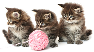 Decorative image of three kittens.