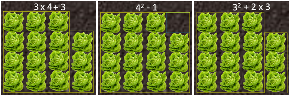 Three methods for structuring pattern three illustrated using lettuce arrays and partitioning: 3 x 4 + 3; 4^2 - 1; 3^2 + 2 x 3.