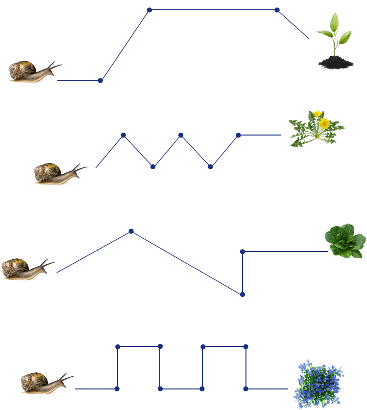 Four different snail paths.