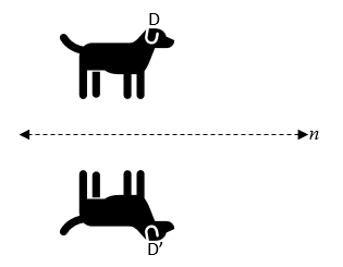 An illustration of a dog reflected across a horizontal mirror line.