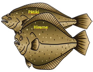 Image of Pātiki and Hirame.