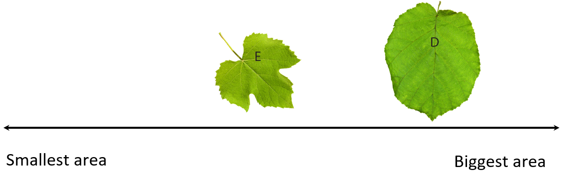 Image of leaves D and E ordered on the continuum.