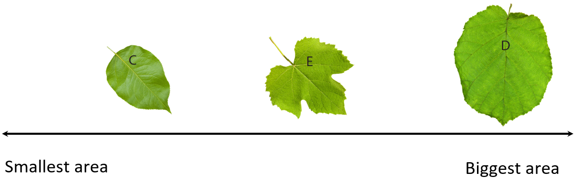 Image of leaves C, D, and E ordered on the continuum.