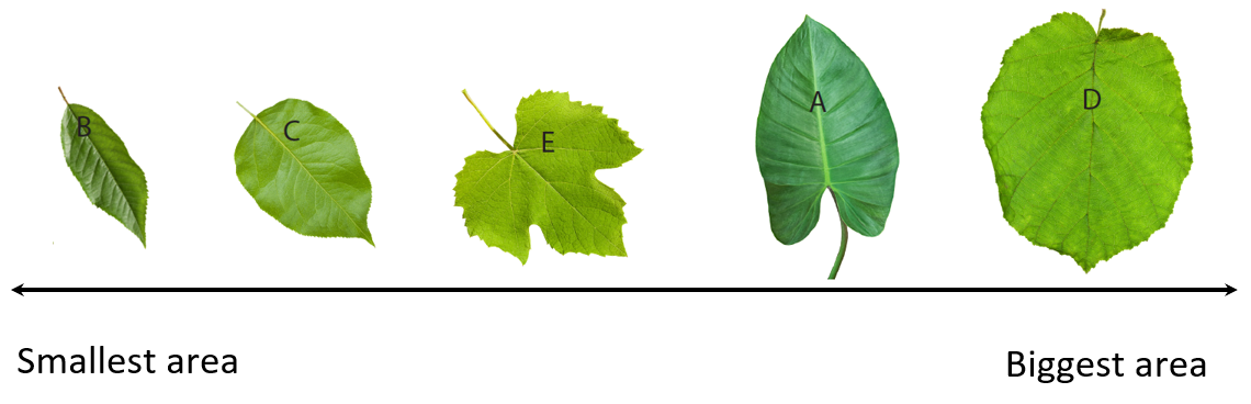 Image of leaves B, C, D, A, and E ordered on the continuum.
